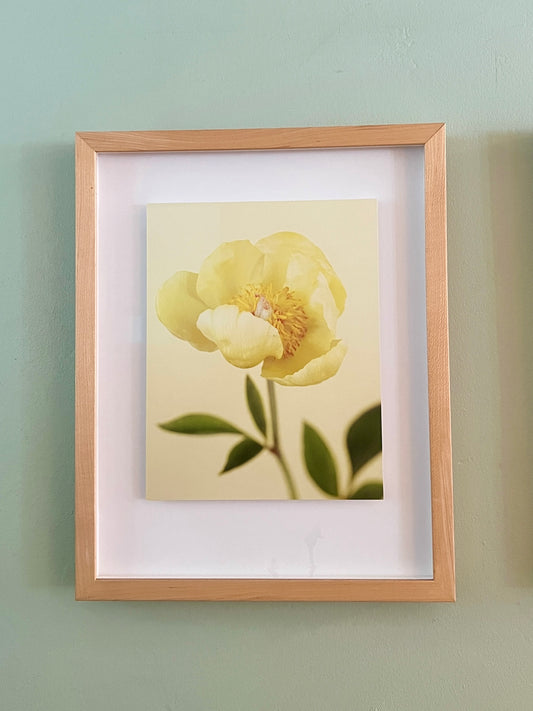 Rose Framed